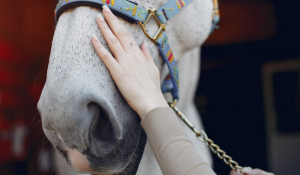 Emergency Care for Horses in Placer County