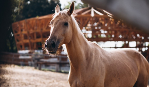 horse
