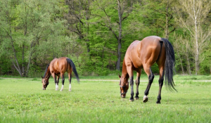 horse
