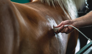 Horse Diagnostics in Placer County