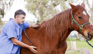 horse care