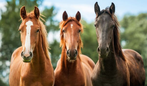 horse