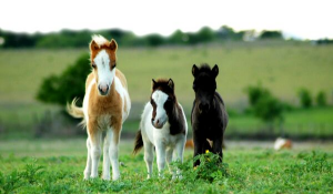 horse