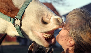 horse doctor