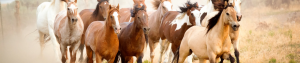 horse