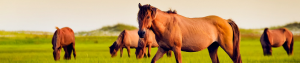 horse
