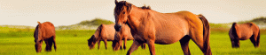 horse