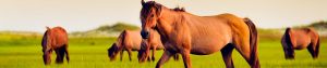 horse
