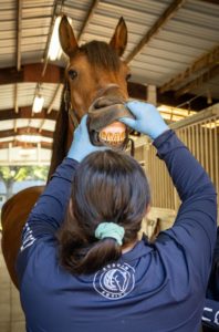 Dental Care - Auburn Equine
