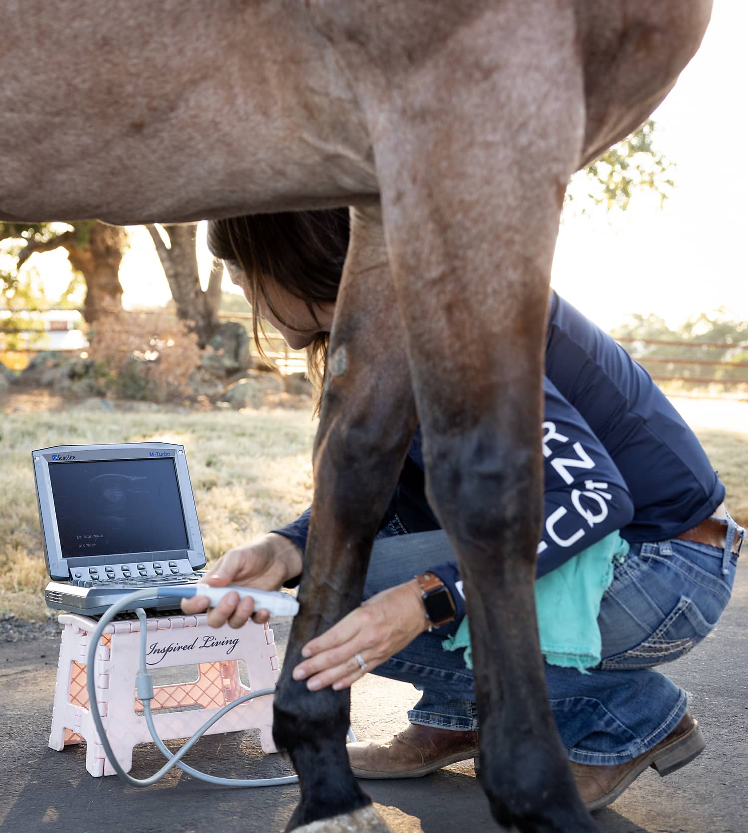 Horse Surgery in Placer County